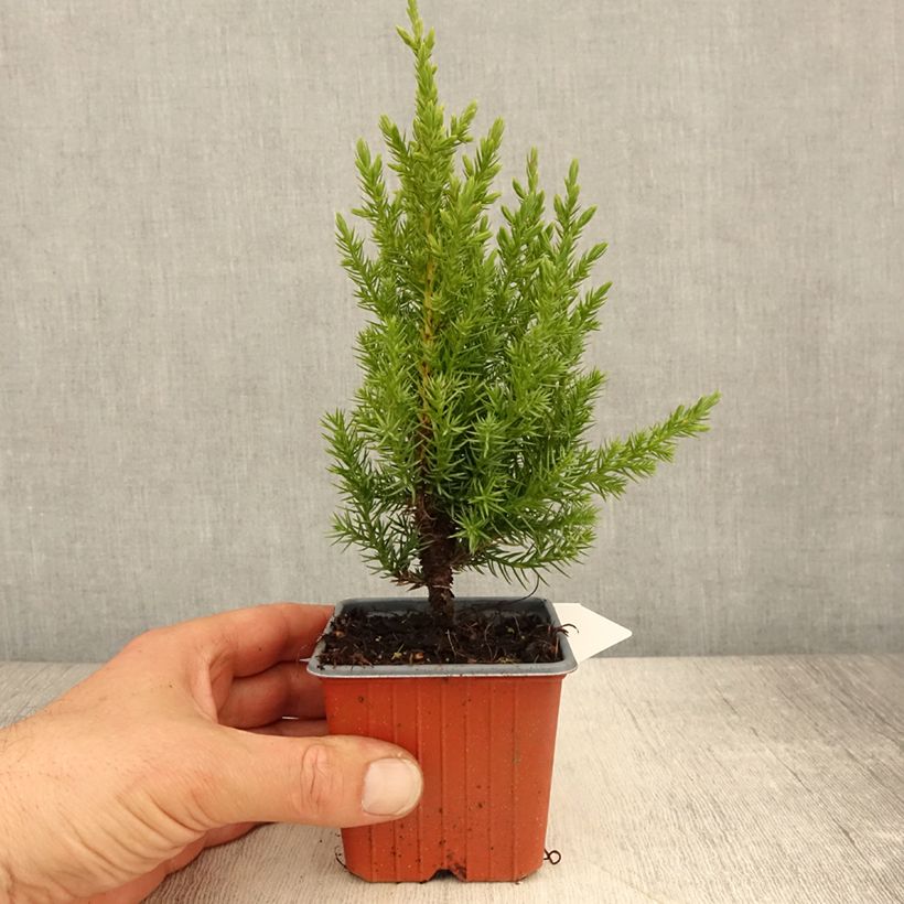 Genévrier de Chine - Juniperus chinensis Stricta - Godet de 8/9 cm esemplare consegnato in primavera