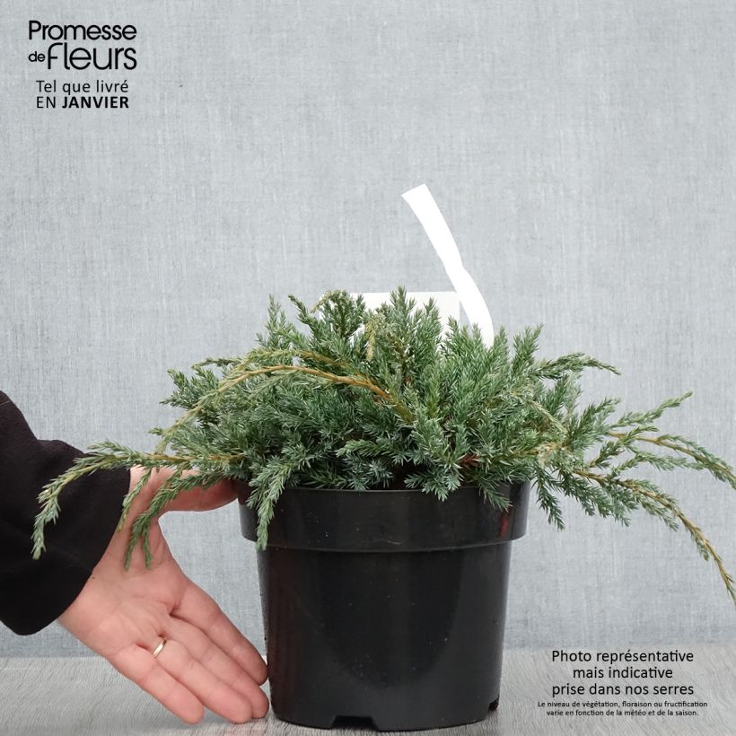 Genévrier écailleux - Juniperus squamata Blue Carpet Pot de 2L/3L esemplare consegnato in inverno