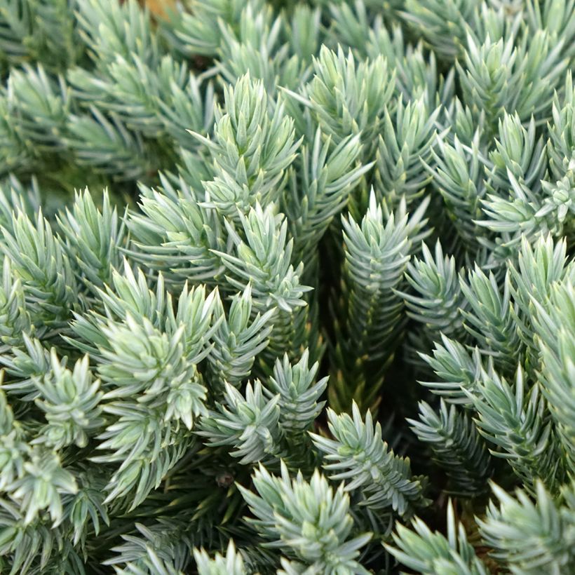 Juniperus squamata Blue Spider - Ginepro (Fogliame)