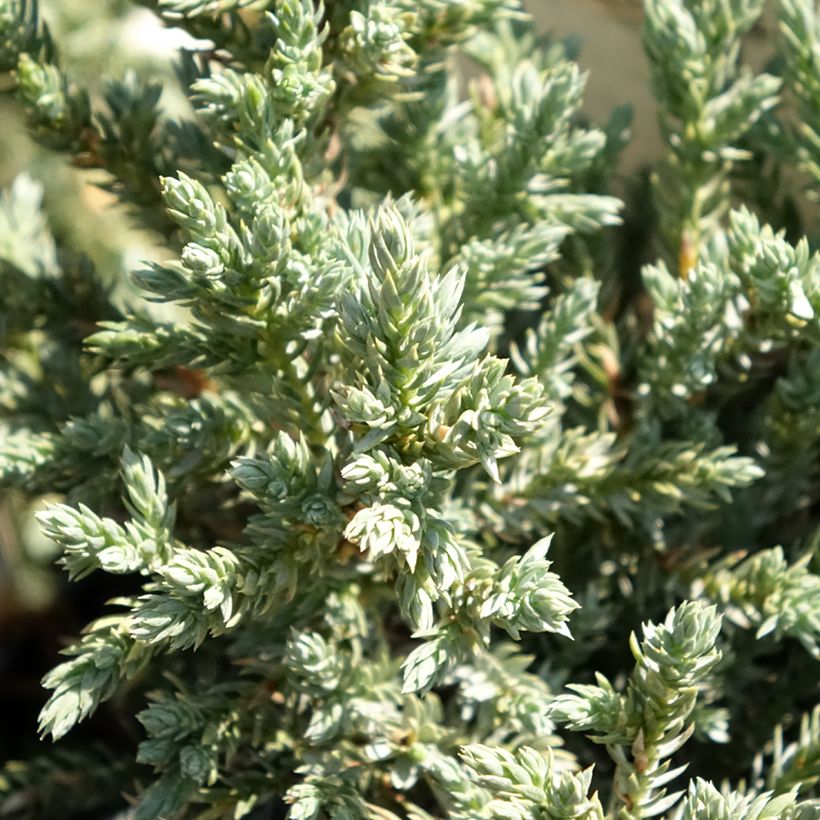 Juniperus squamata Tropical Blue - Ginepro (Fogliame)