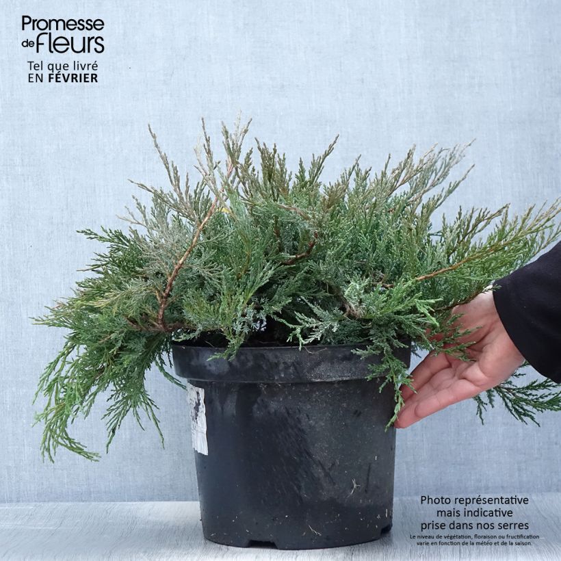 Genévrier horizontal - Juniperus horizontalis Agnieszka en pot de 7,5l/10l esemplare consegnato in inverno