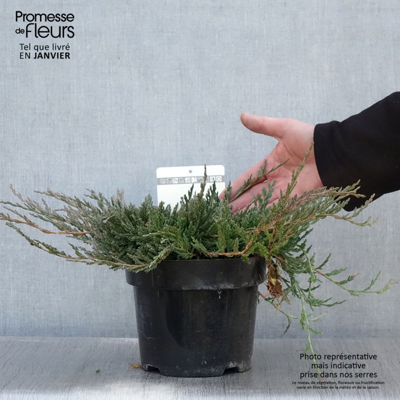 Genévrier horizontal - Juniperus horizontalis Jade River Pot de 2L/3L esemplare consegnato in inverno