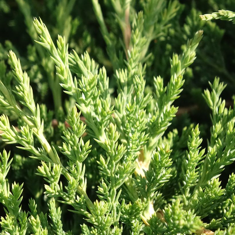 Juniperus horizontalis Prince Of Wales - Ginepro strisciante (Fogliame)