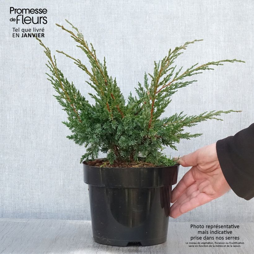 Genévrier hybride - Juniperus chinensis Blaauw              Pot de 2L/3L esemplare consegnato in inverno