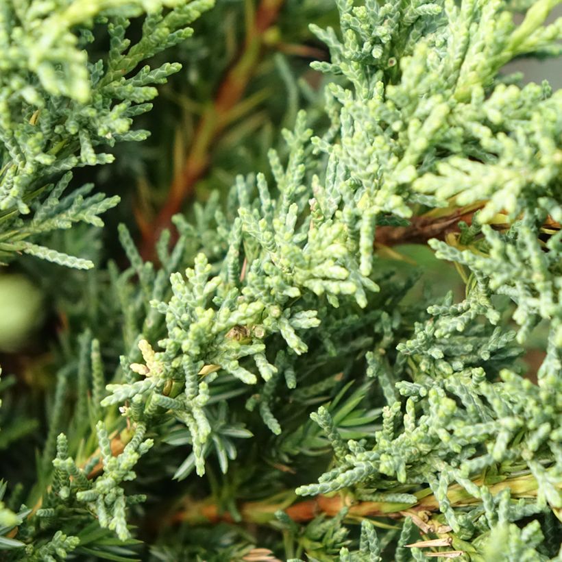 Juniperus chinensis Blaauw - Ginepro cinese (Fogliame)