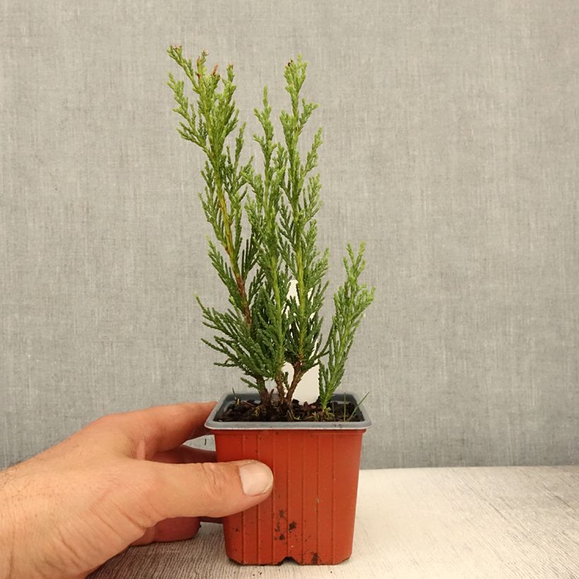 Genévrier - Juniperus scopulorum Moonglow - Godet de 8/9 cm esemplare consegnato in primavera