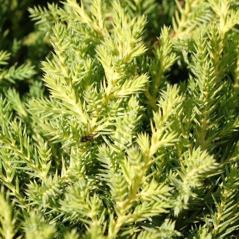 Juniperus pfitzeriana Gold Star - Ginepro (Fogliame)