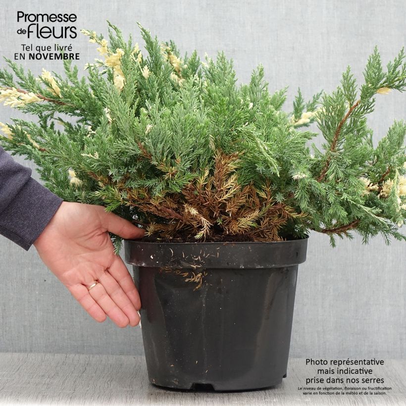 Esemplare di Genévrier rampant - Juniperus chinensis Expansa Variegata en pot de 7,5L/10L come consegnato in autunno