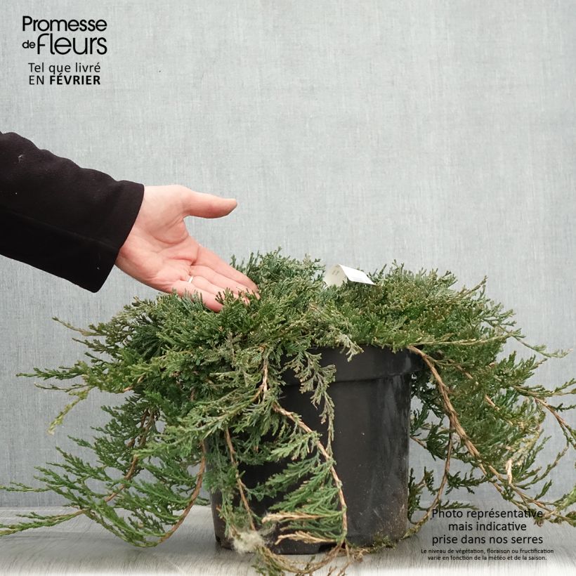 Genévrier rampant - Juniperus horizontalis Wiltonii en pot de 7,5L/10L esemplare consegnato in inverno