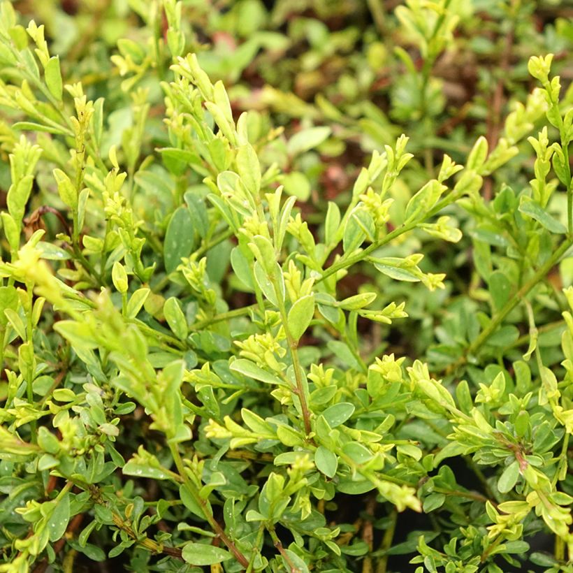 Genista pilosa Vancouver Gold - Ginestra tubercolosa (Fogliame)