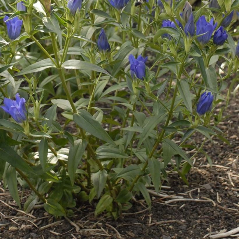 Gentiana True Blue - Genziana (Fogliame)