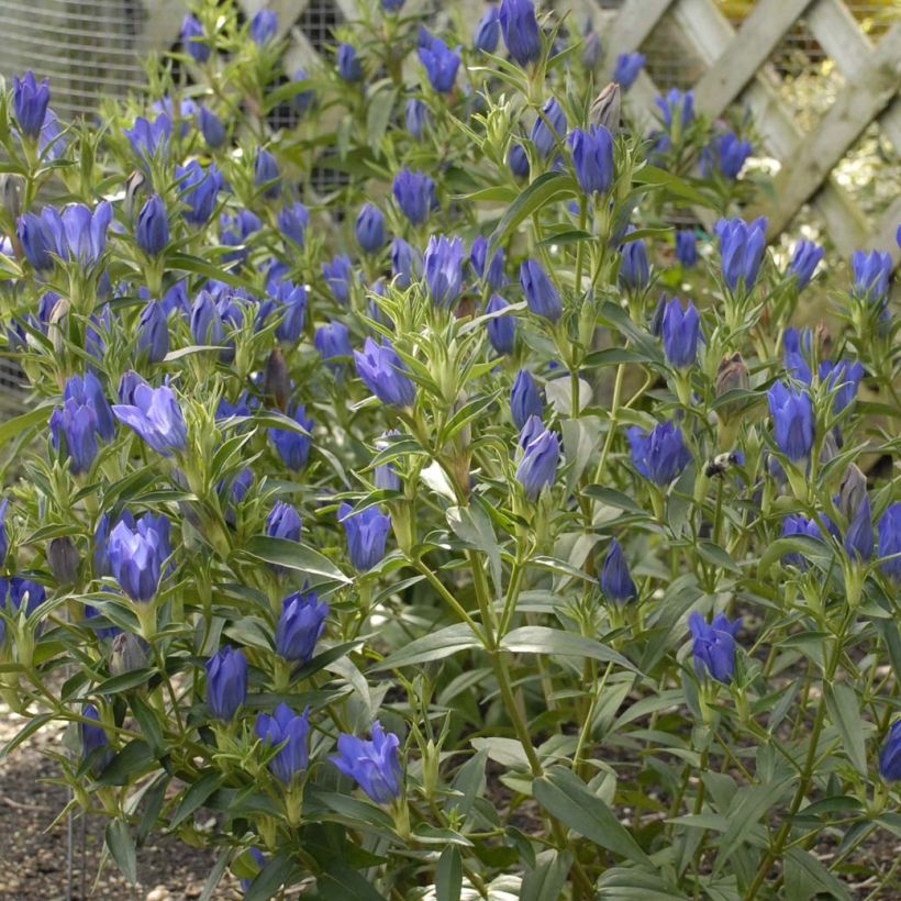 Gentiana True Blue - Genziana (Fioritura)