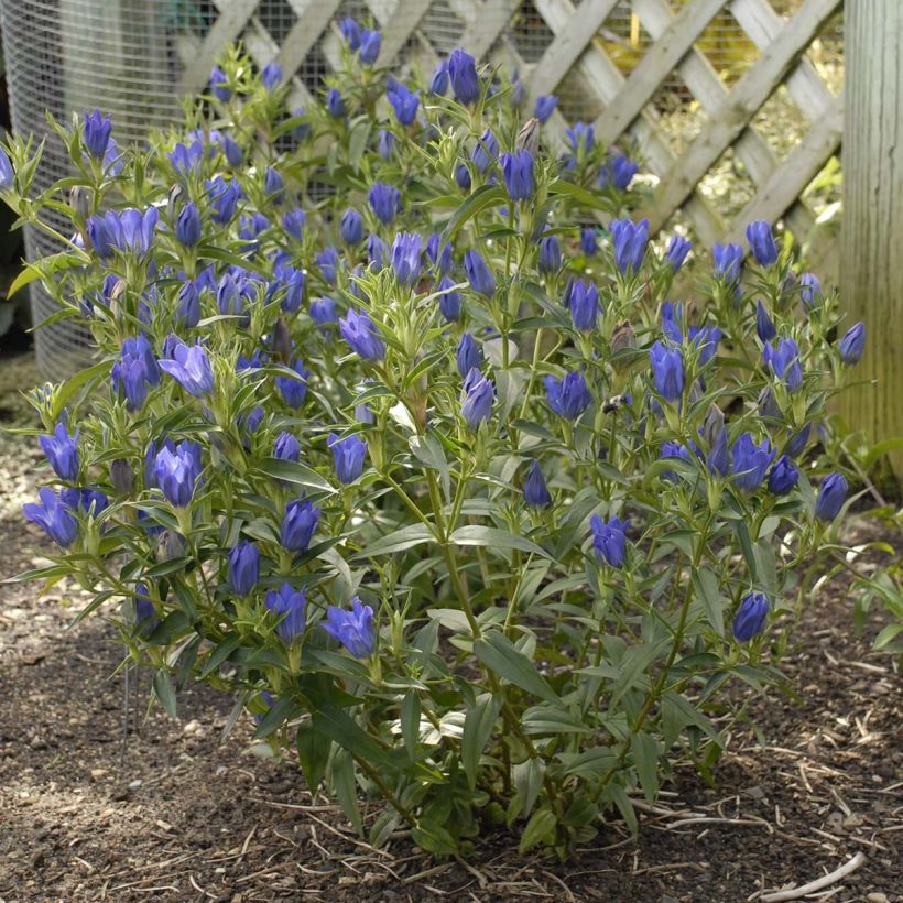 Gentiana True Blue - Genziana (Porto)