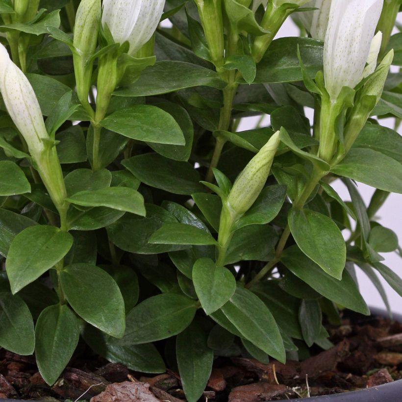 Gentiana makinoi White Magic - Genziana (Fogliame)