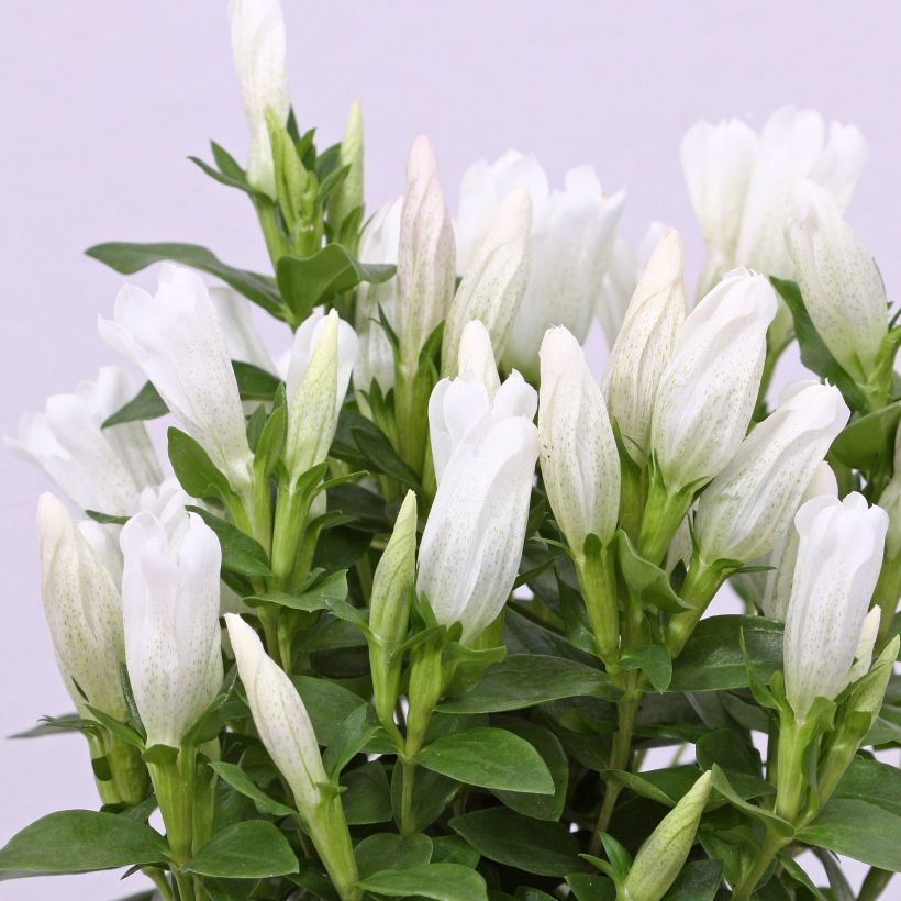 Gentiana makinoi White Magic - Genziana (Fioritura)