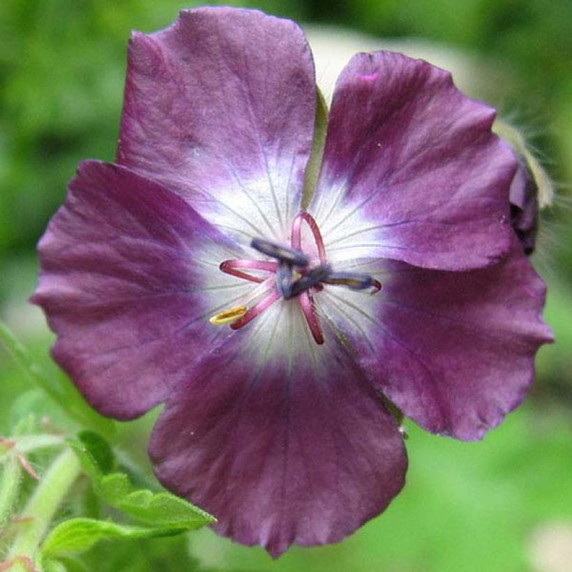 Geranium phaeum Mourning Widow - Geranio stellato (Fioritura)