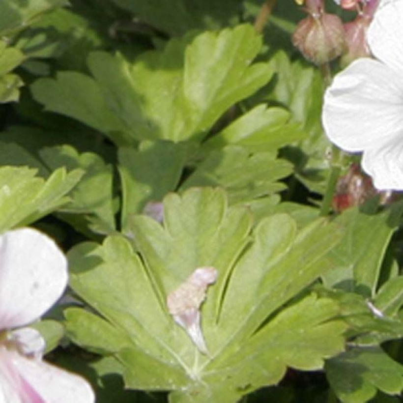 Geranium cantabrigiense Biokovo (Fogliame)