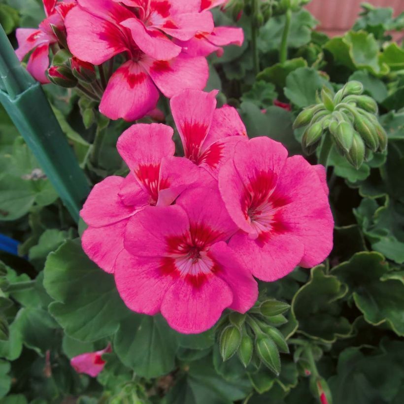 Geranio zonale TwoinOne Hot Pink Splash (Fioritura)