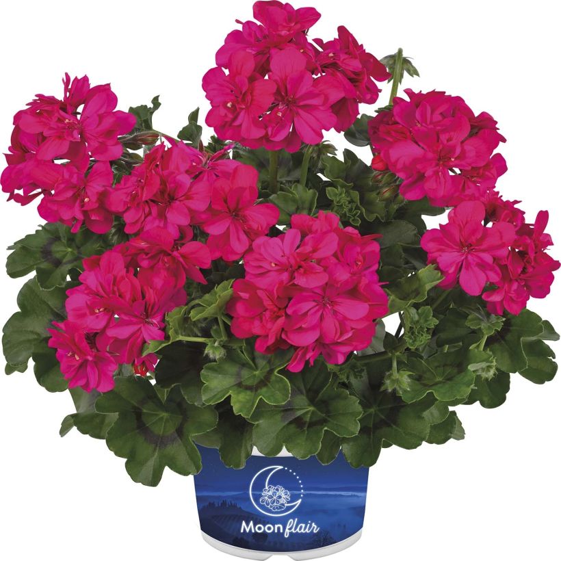 Geranio edera Moonflair Dark Pink (Fioritura)