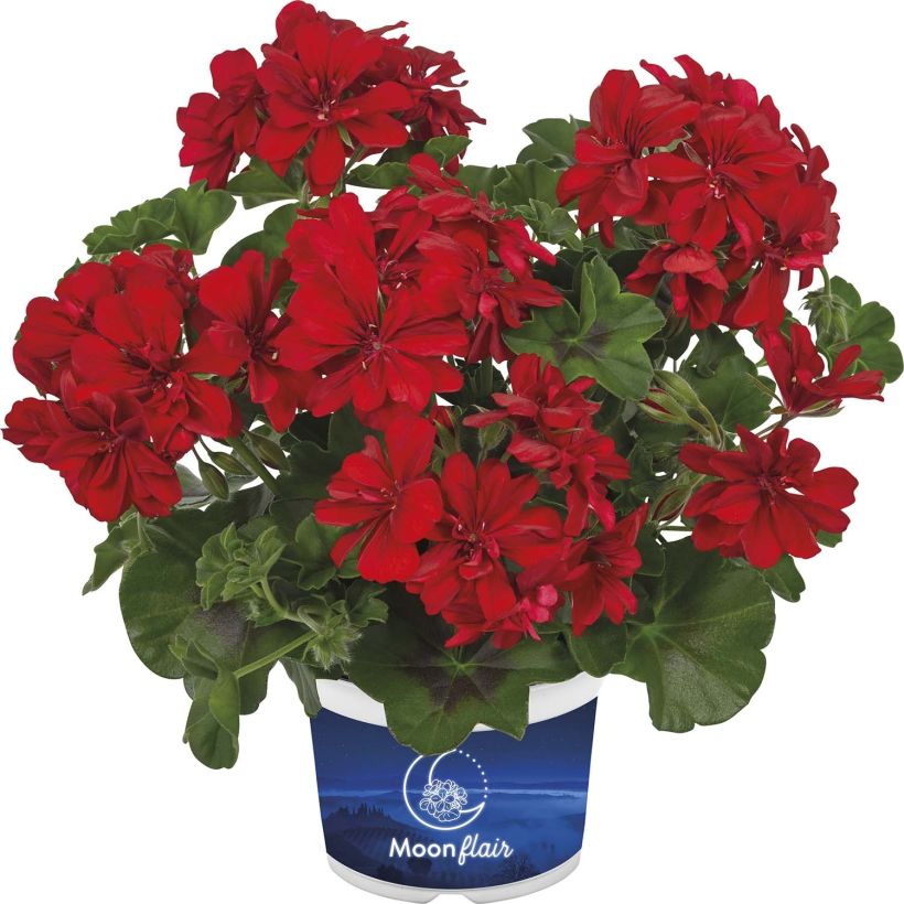 Geranio edera Moonflair Red (Fioritura)