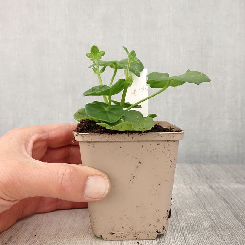 Géranium-lierre double Amelit - Pot de 10 cm/11cm esemplare consegnato in primavera