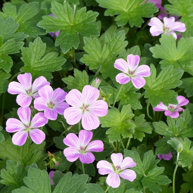 Geranium riversleaianum Mavis Simpson (Fioritura)