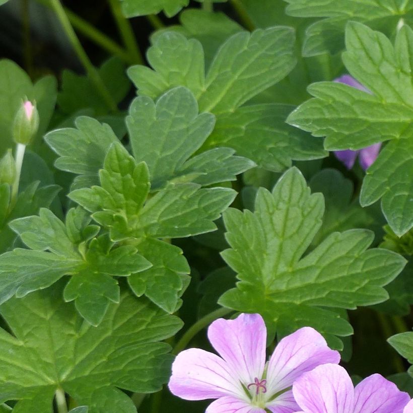 Geranium riversleaianum Mavis Simpson (Fogliame)