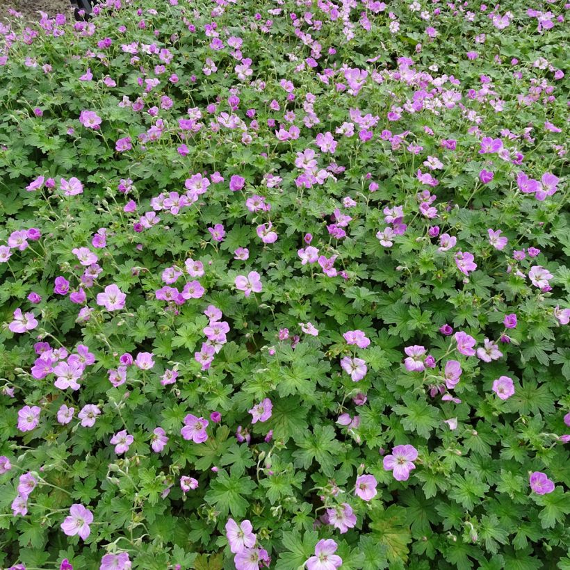 Geranium riversleaianum Mavis Simpson (Porto)