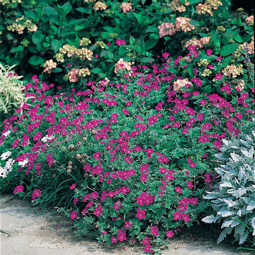 Geranium sanguineum - Geranio sanguigno (Porto)