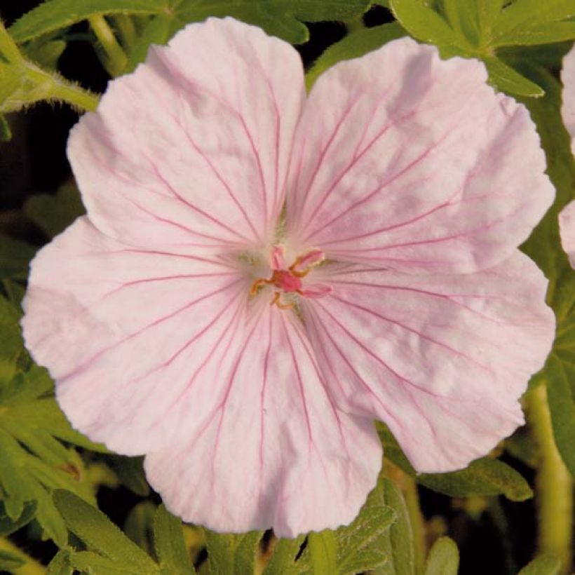 Geranium sanguineum var. striatum - Geranio sanguigno (Fioritura)