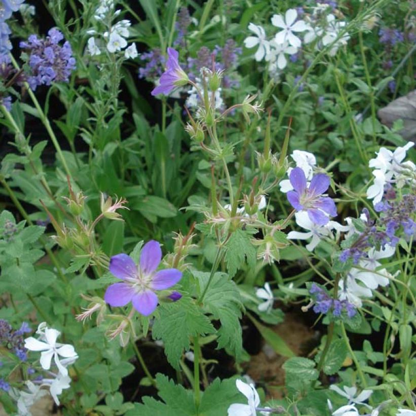 Geranium sylvaticum May Flower - Geranio silvano (Porto)