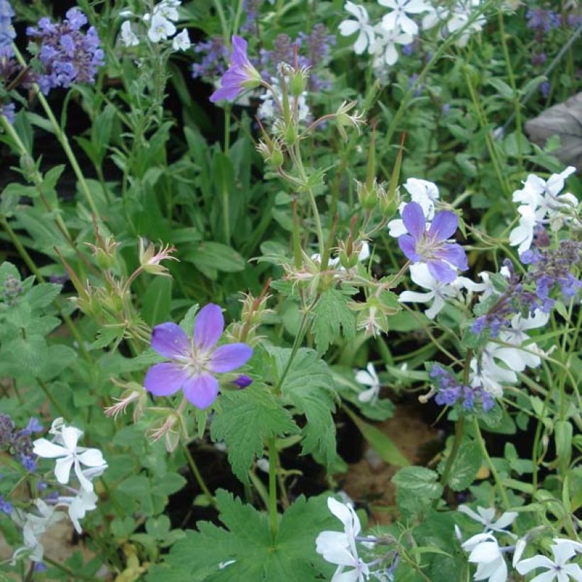 Geranium sylvaticum Ice Blue - Geranio silvano (Porto)