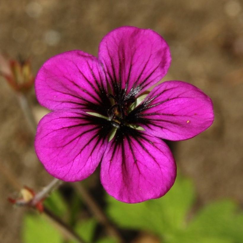 Geranium Ann Folkard (Fioritura)