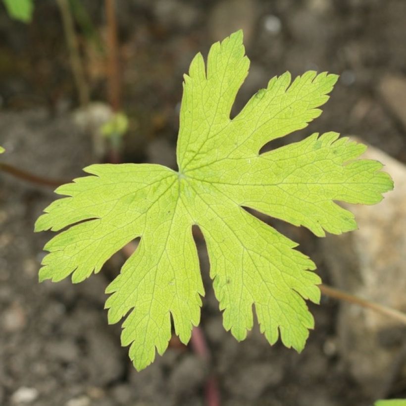 Geranium Ann Folkard (Fogliame)