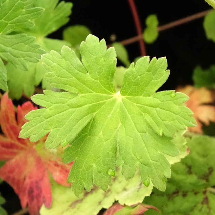 Geranium Anne Thomson (Fogliame)