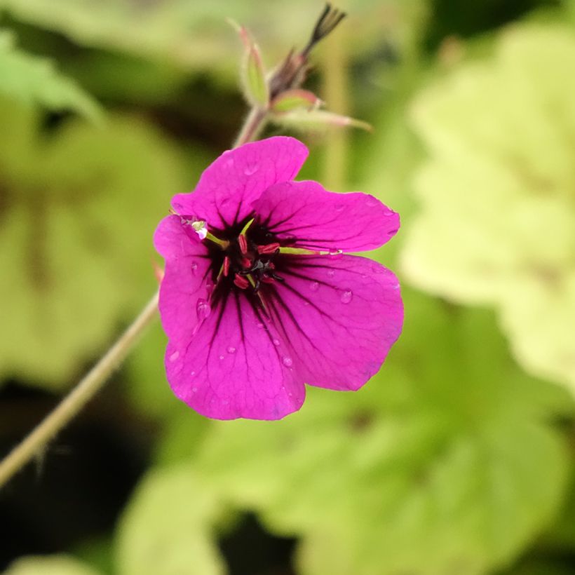 Geranium Anne Thomson (Fioritura)