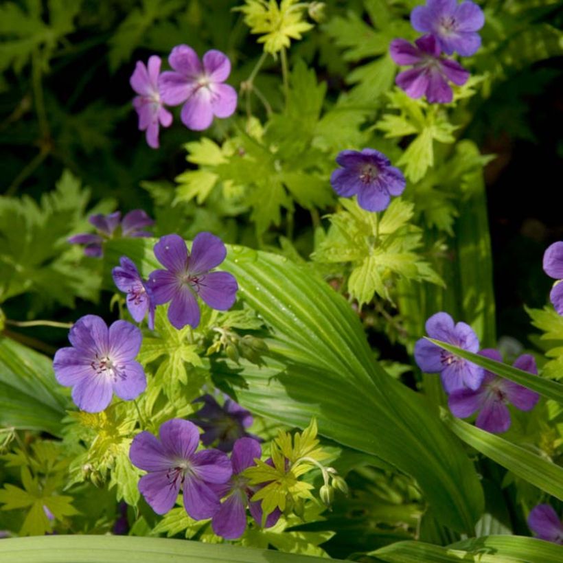 Geranium Blue Sunrise (Fioritura)