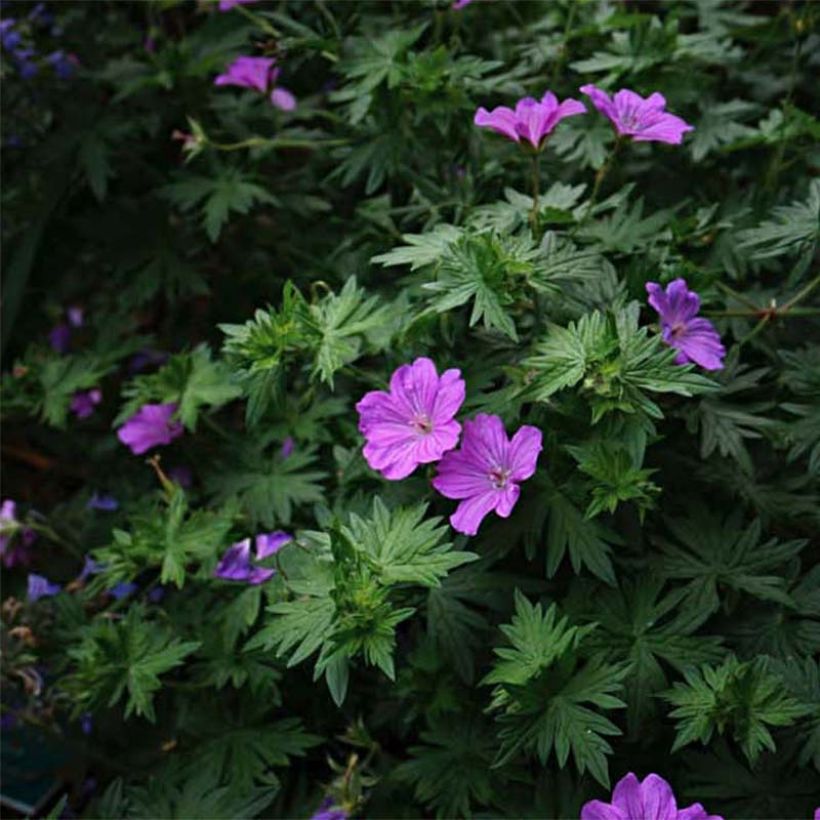 Geranium sanguineum Blushing Turtle - Geranio sanguigno (Fioritura)