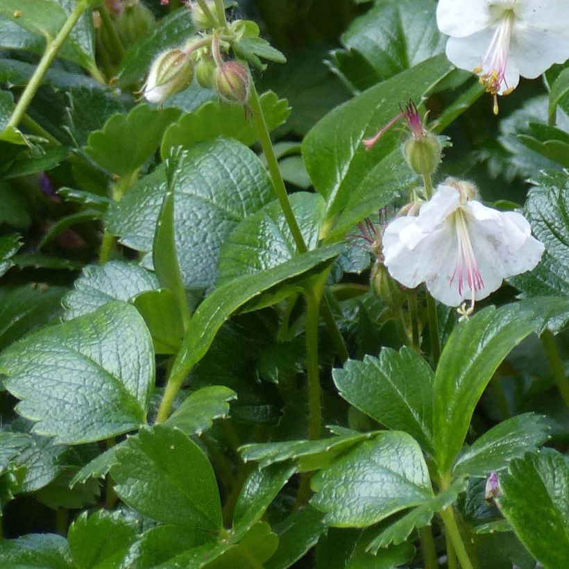 Geranium cantabrigiense St Ola (Fogliame)