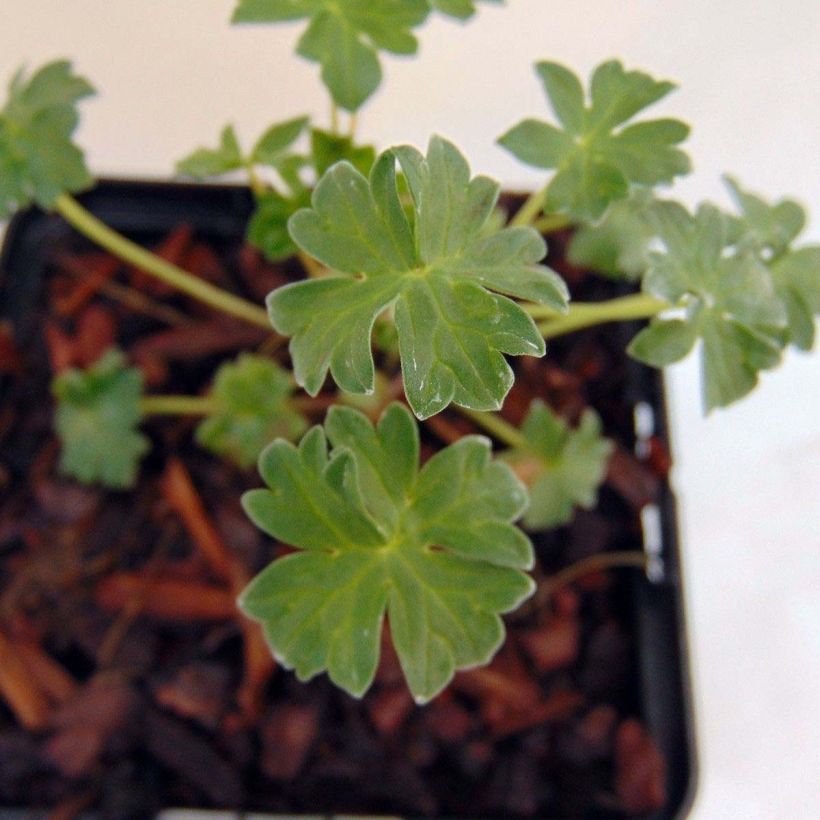 Geranium cinereum Jolly Jewel Red Improved (Fogliame)