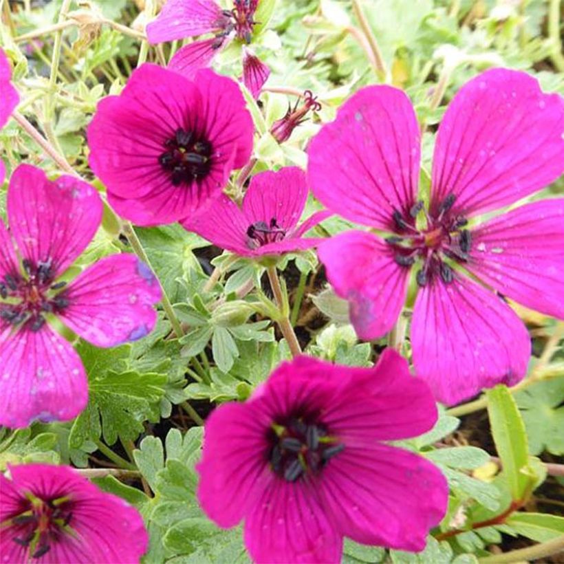 Geranium cinereum Jolly Jewel Red Improved (Fioritura)