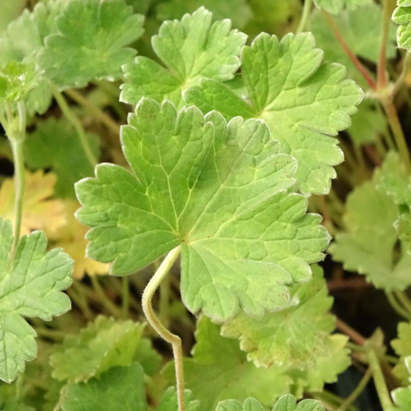 Geranium Coombland White (Fogliame)