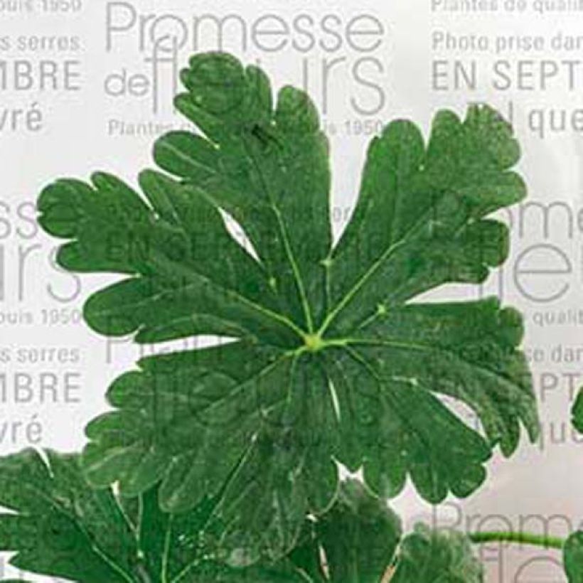 Geranium macrorrhizum Spessart (Fogliame)