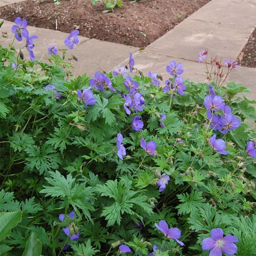 Geranium himalayense Gravetye (Fioritura)