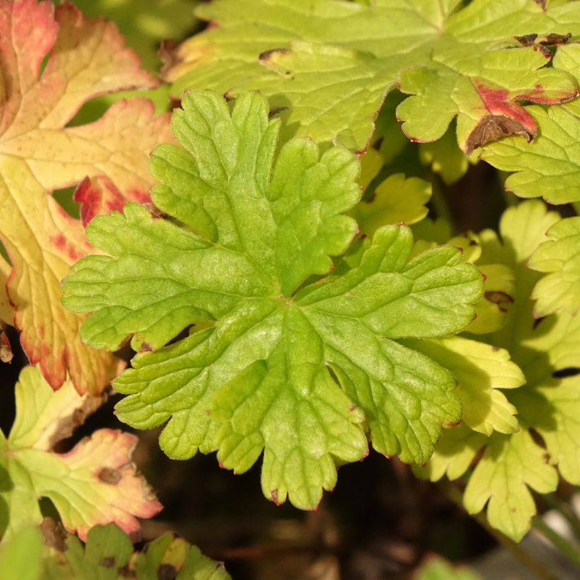 Geranium himalayense Gravetye (Fogliame)