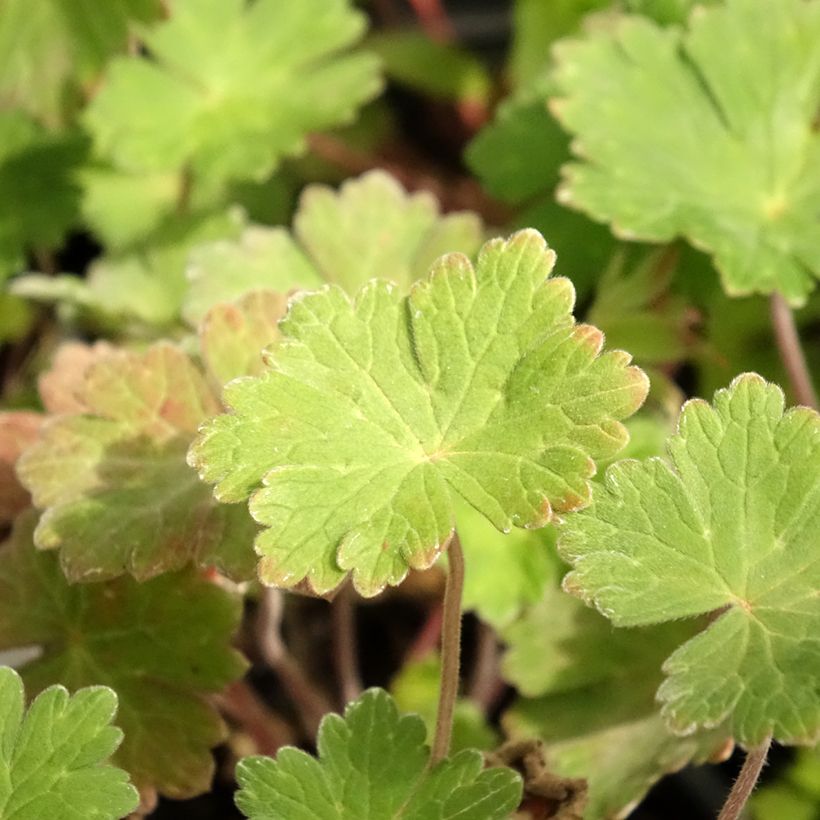 Geranium Joy (Fogliame)