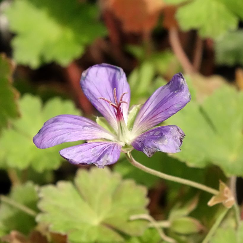 Geranium Joy (Fioritura)