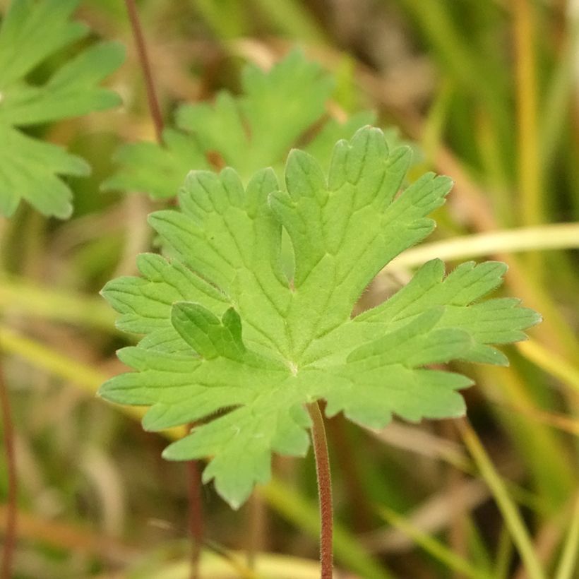 Geranium Lea (Fogliame)