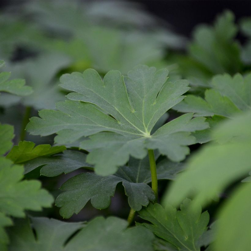 Geranium macrorrhizum Olympos (Fogliame)