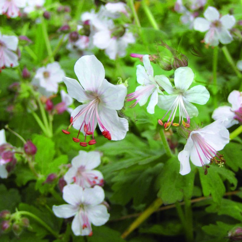 Geranium macrorrhizum Spessart (Fioritura)